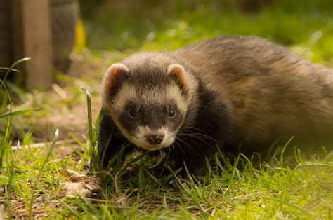 The Malic Ferret: How to Create a Safe and Enriching Environment